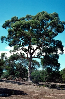 APII jpeg image of Eucalyptus aequioperta  © contact APII