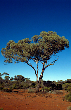 APII jpeg image of Eucalyptus clelandiorum  © contact APII