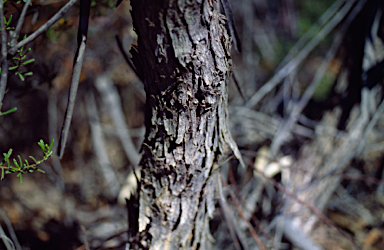 APII jpeg image of Eucalyptus brachycorys  © contact APII