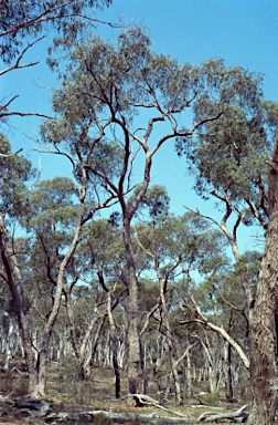 APII jpeg image of Eucalyptus corticosa  © contact APII