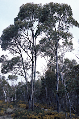 APII jpeg image of Eucalyptus elaeophloia  © contact APII