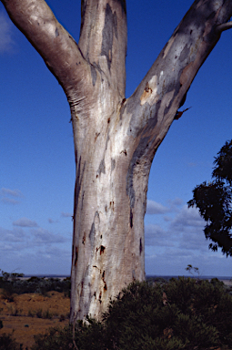 APII jpeg image of Eucalyptus falcata  © contact APII