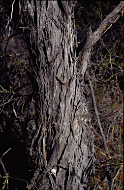 APII jpeg image of Eucalyptus foecunda  © contact APII