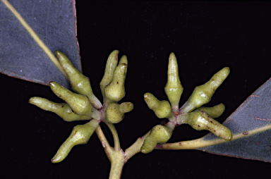 APII jpeg image of Eucalyptus goniantha subsp. goniantha  © contact APII