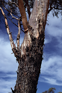 APII jpeg image of Eucalyptus hypolaena  © contact APII