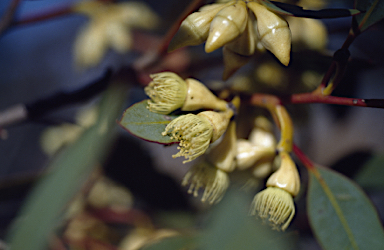 APII jpeg image of Eucalyptus kessellii  © contact APII