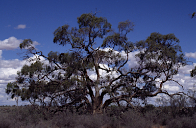 APII jpeg image of Eucalyptus largiflorens  © contact APII