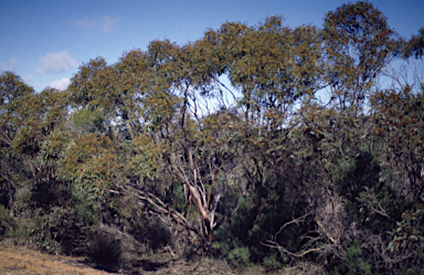 APII jpeg image of Eucalyptus leptocalyx  © contact APII