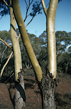 APII jpeg image of Eucalyptus loxophleba  © contact APII