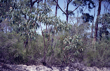 APII jpeg image of Eucalyptus pachycalyx subsp. waajensis  © contact APII