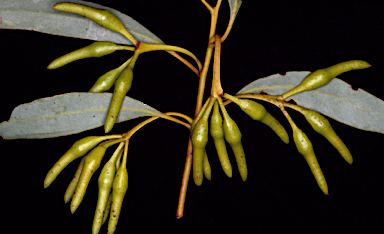 APII jpeg image of Eucalyptus aspratilis  © contact APII