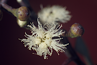 APII jpeg image of Eucalyptus baileyana  © contact APII