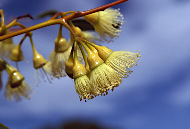 APII jpeg image of Eucalyptus hypolaena  © contact APII