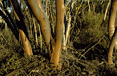 APII jpeg image of Eucalyptus oleosa subsp. corvina  © contact APII