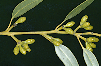 APII jpeg image of Eucalyptus phenax subsp. phenax  © contact APII