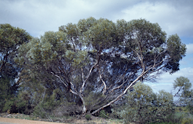 APII jpeg image of Eucalyptus pluricaulis subsp. pluricaulis  © contact APII