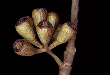 APII jpeg image of Eucalyptus pluricaulis subsp. porphyrea  © contact APII