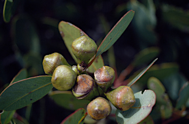 APII jpeg image of Eucalyptus preissiana subsp. lobata  © contact APII