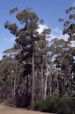 APII jpeg image of Eucalyptus sieberi  © contact APII