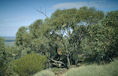 APII jpeg image of Eucalyptus socialis subsp. socialis  © contact APII