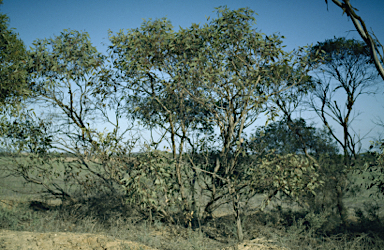 APII jpeg image of Eucalyptus socialis subsp. victoriensis  © contact APII