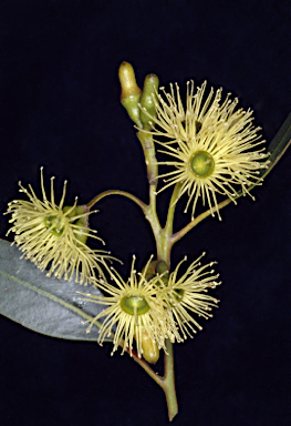 APII jpeg image of Eucalyptus astringens subsp. oligocorma  © contact APII