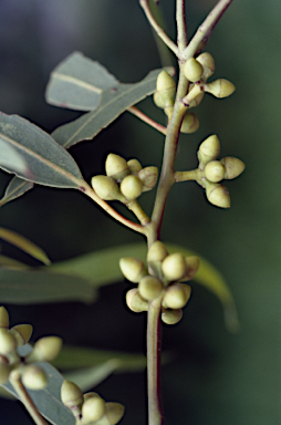 APII jpeg image of Eucalyptus viminalis subsp. pryoriana  © contact APII