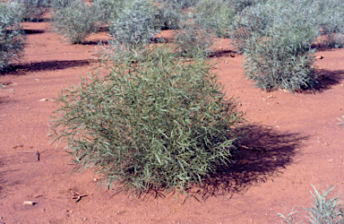 APII jpeg image of Eucalyptus viridis  © contact APII