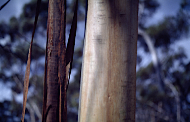 APII jpeg image of Eucalyptus vittata  © contact APII