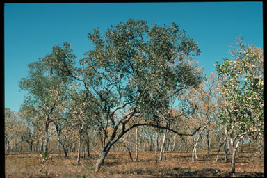 APII jpeg image of Eucalyptus koolpinensis  © contact APII