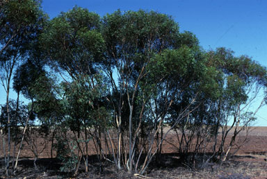 APII jpeg image of Eucalyptus celastroides subsp. virella  © contact APII