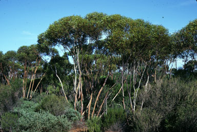 APII jpeg image of Eucalyptus cerasiformis  © contact APII