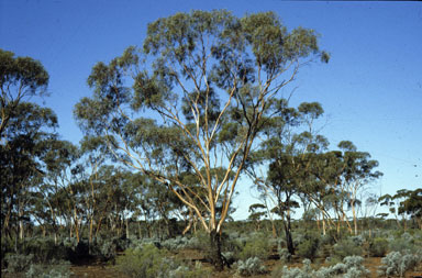 APII jpeg image of Eucalyptus clelandiorum  © contact APII