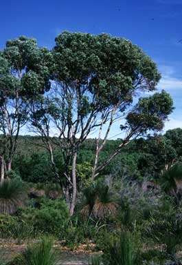 APII jpeg image of Eucalyptus cornuta  © contact APII