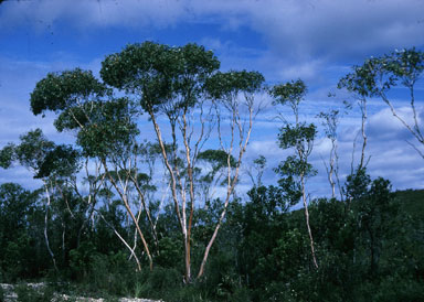 APII jpeg image of Eucalyptus decurva  © contact APII