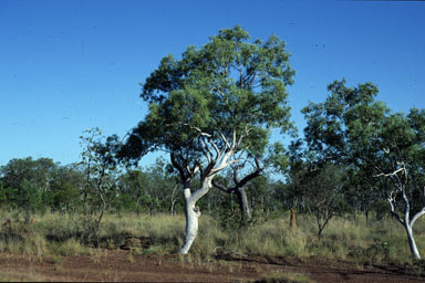 APII jpeg image of Eucalyptus leucophloia subsp. euroa  © contact APII