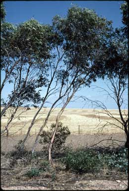 APII jpeg image of Eucalyptus calycogona subsp. spaffordii  © contact APII