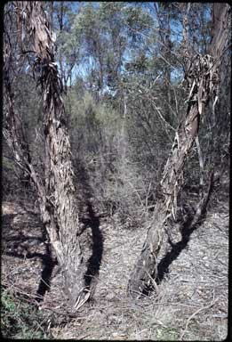 APII jpeg image of Eucalyptus bakeri  © contact APII