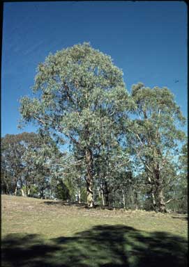 APII jpeg image of Eucalyptus kartzoffiana  © contact APII