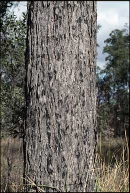 APII jpeg image of Eucalyptus pilularis  © contact APII