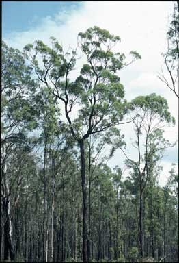 APII jpeg image of Eucalyptus taurina  © contact APII