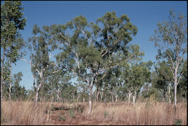 APII jpeg image of Eucalyptus tectifica  © contact APII