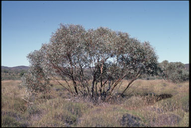 APII jpeg image of Eucalyptus trivalva  © contact APII