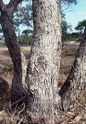 APII jpeg image of Eucalyptus behriana  © contact APII