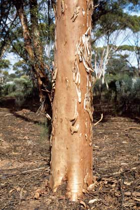 APII jpeg image of Eucalyptus brockwayi  © contact APII