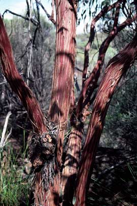 APII jpeg image of Eucalyptus caesia subsp. magna  © contact APII