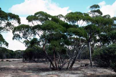 APII jpeg image of Eucalyptus celastroides subsp. virella  © contact APII