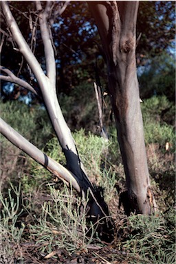 APII jpeg image of Eucalyptus conglobata  © contact APII