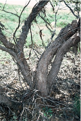 APII jpeg image of Eucalyptus effusa  © contact APII