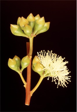 APII jpeg image of Eucalyptus erectifolia  © contact APII